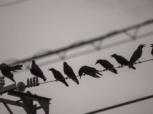電線にとまるカラスの群れ（PhotoAC）