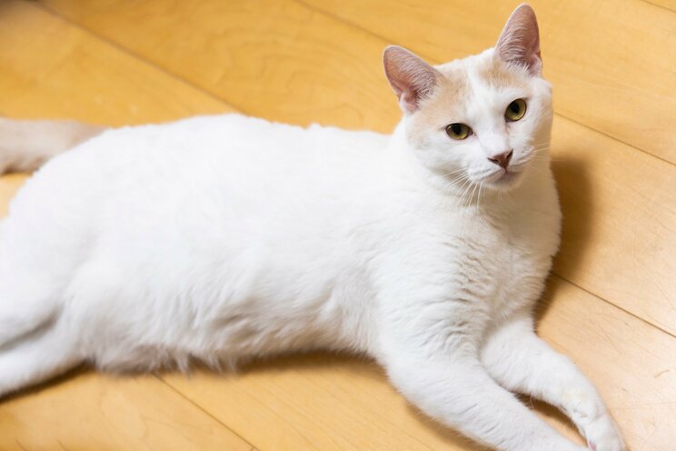 1匹でも不幸な猫をなくしたい。サンシャイン池崎のジャスティスな保護猫との暮らし。_2