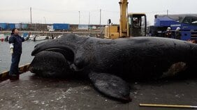 【海獣学者に訊いた】大阪湾の淀ちゃんだけじゃない。国内では年間300件も発生。浜や河川にクジラやイルカが迷い込む「ストランディング」の実態とは?