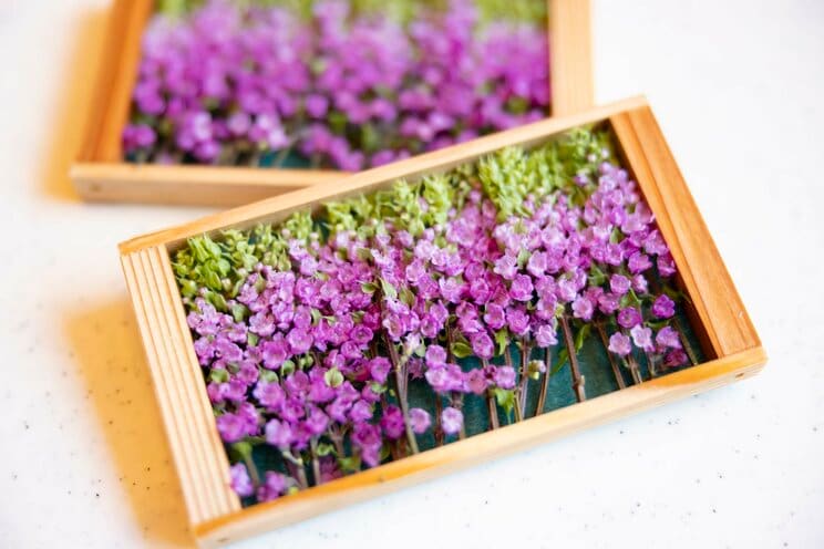 豊橋花穂（愛知県）