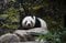 上野動物園にいた時のシャオシャオ＝1月19日、(公財)東京動物園協会提供
