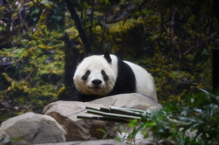 上野動物園にいた時のシャオシャオ＝1月19日、(公財)東京動物園協会提供