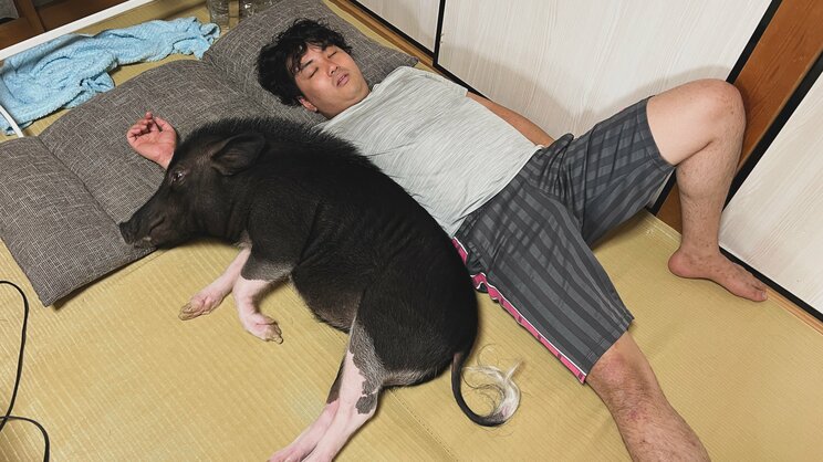 しょうへいさんに添い寝するブタの“ぶひまる”（写真／しょうへいさん提供、以下同）