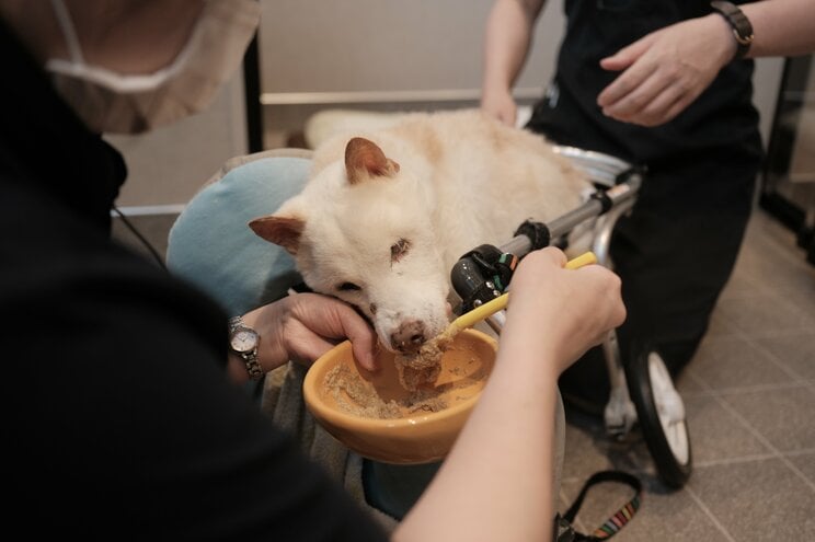 THEケネルズ東京で預かる小次郎くん（19）は目が見えず、立つこともできないため、車いすに座った状態でスタッフが食事を与える